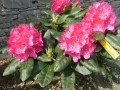 mini-rhododendron1