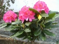 mini-rhododendron2