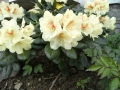 mini-rhododendron3