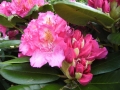 mini-rhododendron4