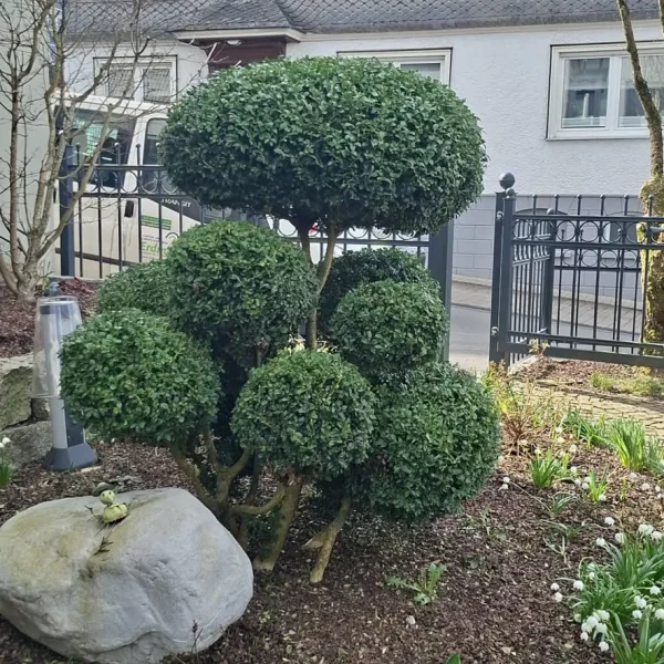 Formgehölz nach dem schnitt